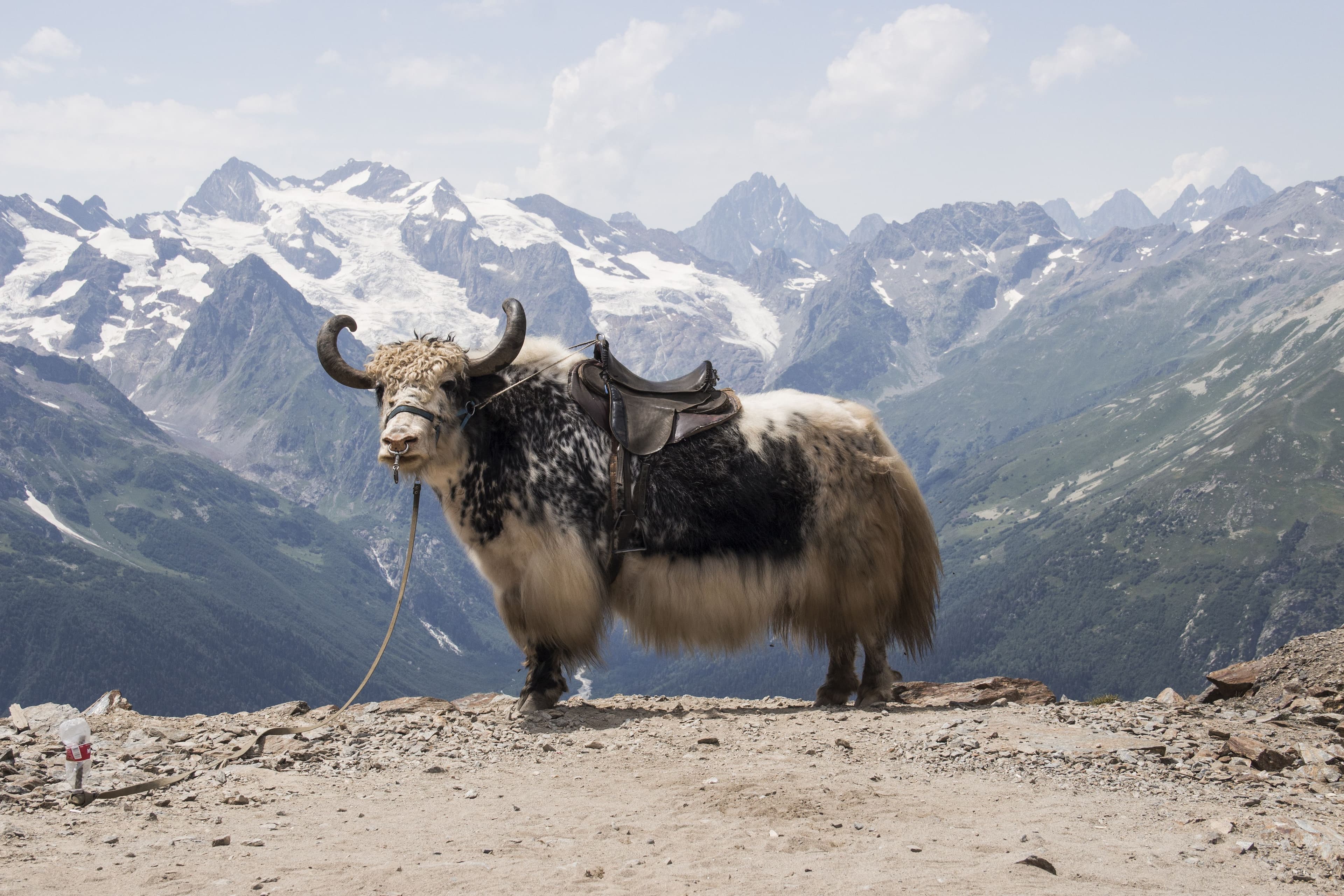 Yaks, Explained: The Real MVPs of Every Himalayan Trek